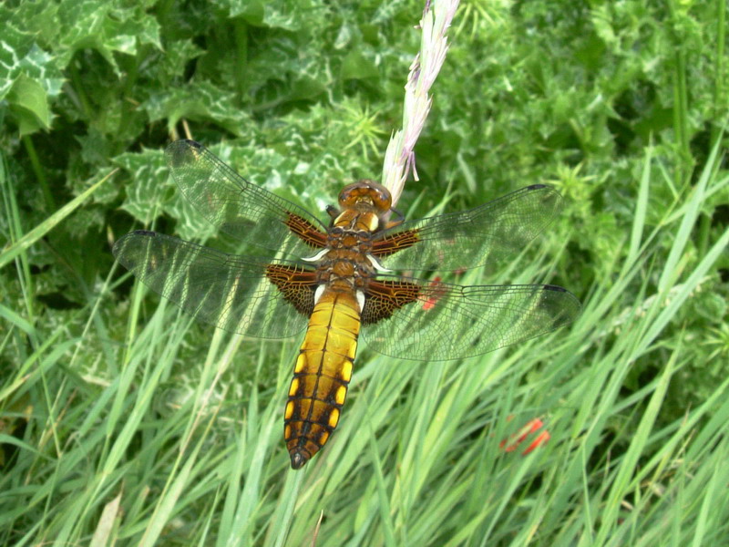 Libellula depressa